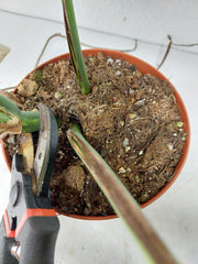 Monstera Aurea Stecklinge