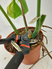 Monstera Aurea Stecklinge