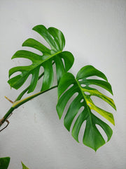 Monstera Aurea Stecklinge