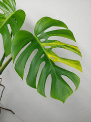 Monstera Aurea Stecklinge