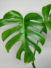 Monstera Aurea Stecklinge