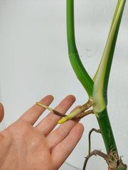 Monstera Aurea Stecklinge