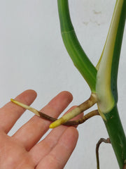 Monstera Aurea Stecklinge