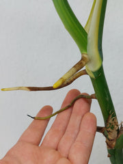 Monstera Aurea Stecklinge