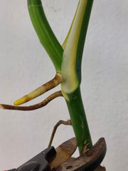 Monstera Aurea Stecklinge