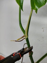 Monstera Aurea Stecklinge