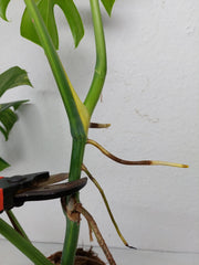 Monstera Aurea Stecklinge