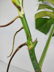 Monstera Aurea Stecklinge