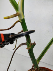 Monstera Aurea Stecklinge