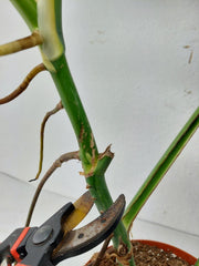 Monstera Aurea Stecklinge