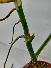 Monstera Aurea Stecklinge