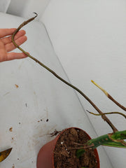 Monstera Aurea Stecklinge