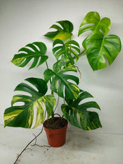 Monstera Aurea