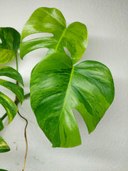 Monstera Aurea