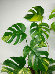 Monstera Aurea