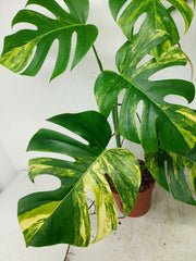 Monstera Aurea