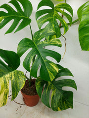 Monstera Aurea