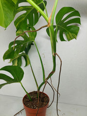 Monstera Aurea