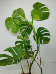 Monstera Aurea