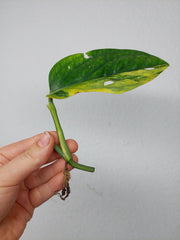 Monstera Karstenianum Peru Variegata Steckling
