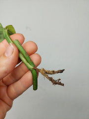 Monstera Karstenianum Peru Variegata Steckling