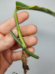 Monstera Karstenianum Peru Variegata Steckling