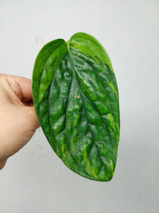 Monstera Karstenianum Peru Variegata Steckling