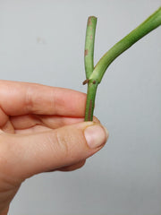Monstera Karstenianum Peru Variegata Steckling