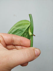 Monstera Karstenianum Peru Variegata Steckling