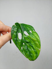 Monstera Karstenianum Peru Variegata Steckling