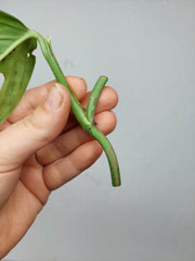 Monstera Karstenianum Peru Variegata Steckling