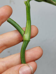 Monstera Karstenianum Peru Variegata Steckling