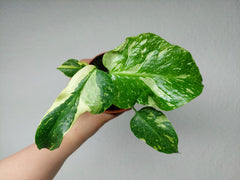 Monstera Electrolight / Electrolyte