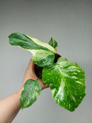 Monstera Electrolight / Electrolyte