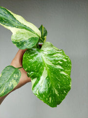 Monstera Electrolight / Electrolyte