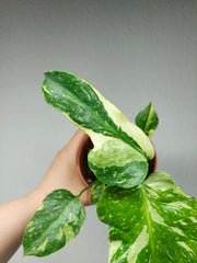 Monstera Electrolight / Electrolyte