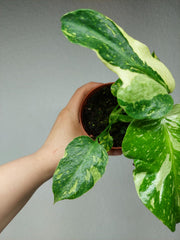 Monstera Electrolight / Electrolyte