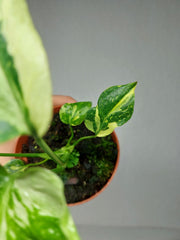 Monstera Electrolight / Electrolyte