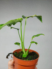 Monstera Electrolight / Electrolyte