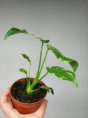 Monstera Electrolight / Electrolyte