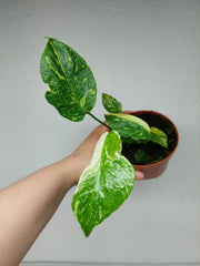 Monstera Electrolight / Electrolyte