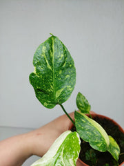 Monstera Electrolight / Electrolyte