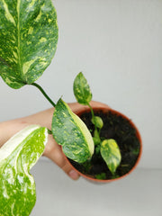 Monstera Electrolight / Electrolyte