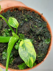 Monstera Electrolight / Electrolyte
