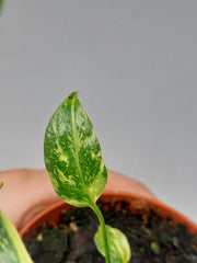 Monstera Electrolight / Electrolyte