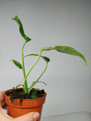 Monstera Electrolight / Electrolyte