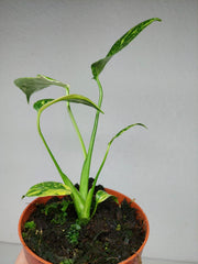 Monstera Electrolight / Electrolyte