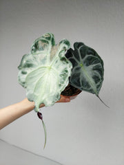 Alocasia Venom