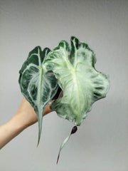 Alocasia Venom