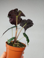 Alocasia Venom